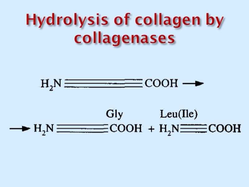 Hydrolysis of collagen by collagenases